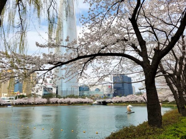 石村湖の桜