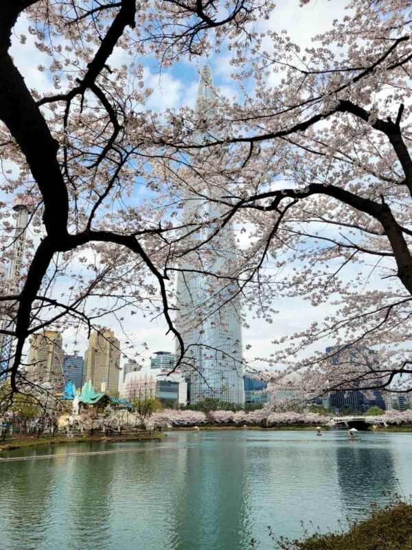 石村湖の桜とロッテワールドタワー