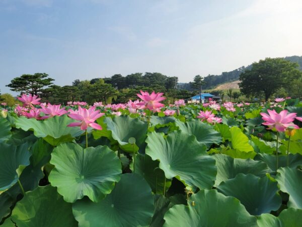 扶余宮南池の蓮の花