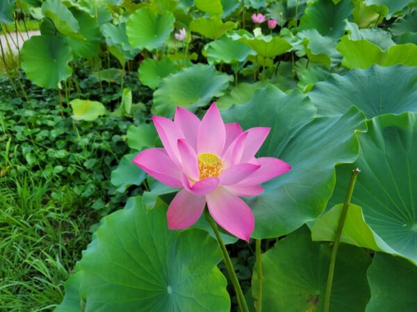 扶余宮南池の蓮の花