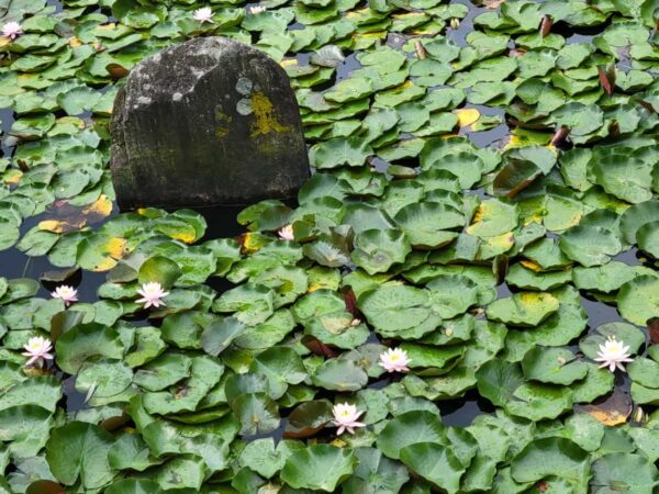 洛山寺の観音池