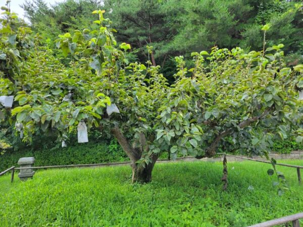 洛山寺にある洛山梨の始祖木