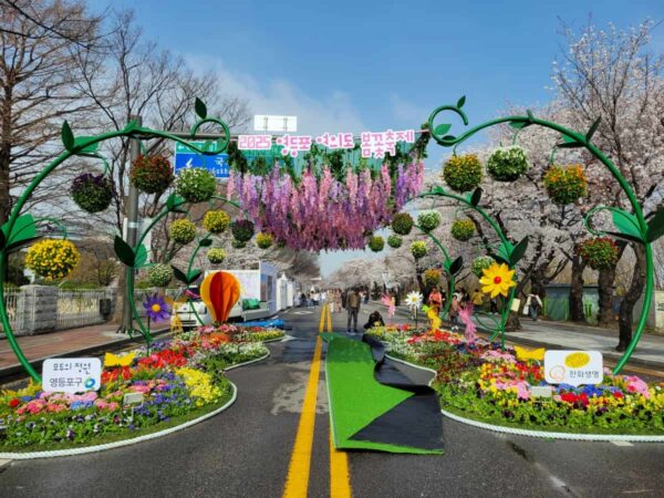 2025年汝矣島桜祭り