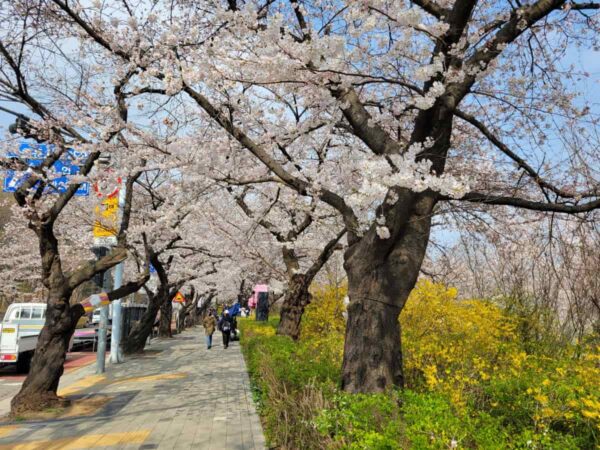 2025年汝矣島の桜