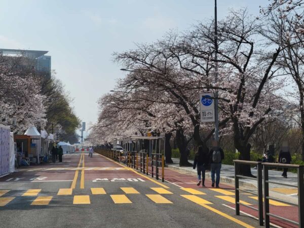 2025年汝矣島の桜
