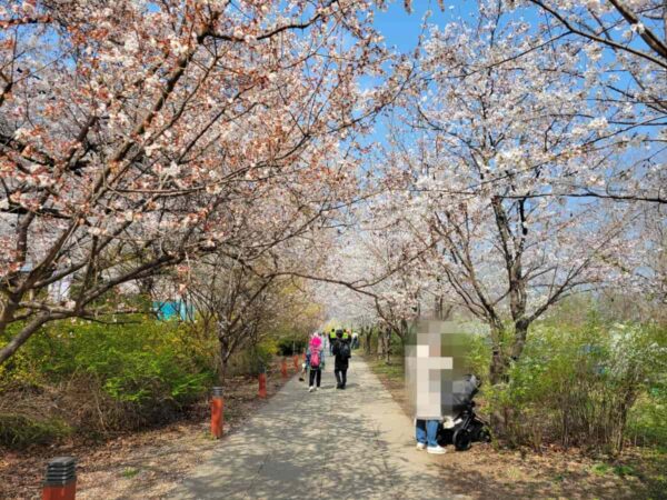2025年汝矣島の桜