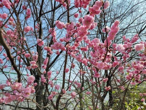 2025年汝矣島の桜