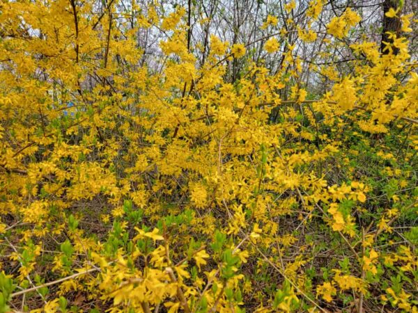 2025年汝矣島の桜祭りの会場に咲いていたレンギョウ