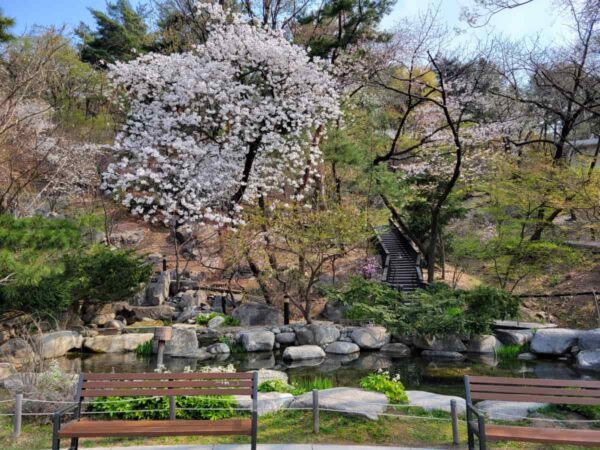 青瓦台本館から大統領官邸へ 行く途中の風景