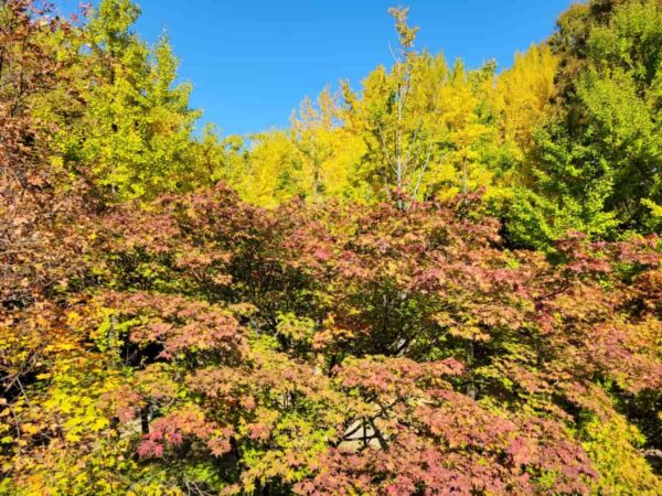 紅葉したソウルの森