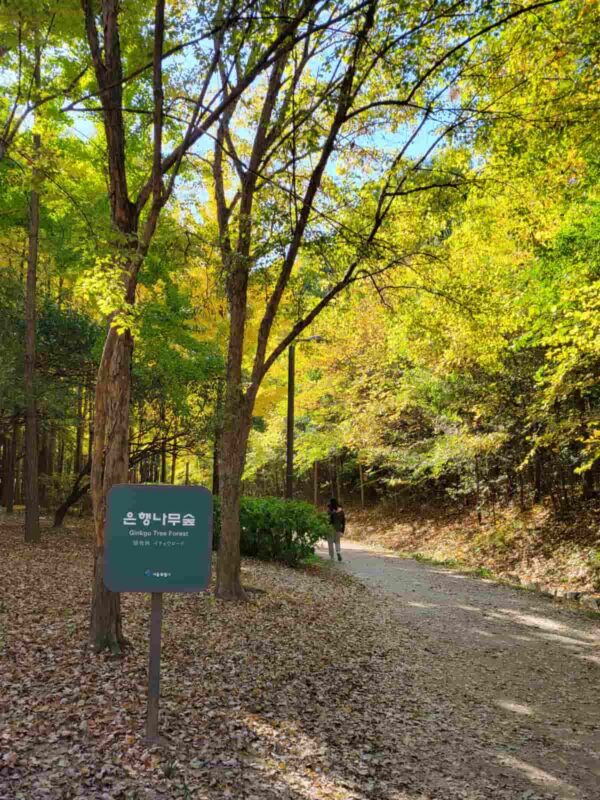 ソウルの森のイチョウロード
