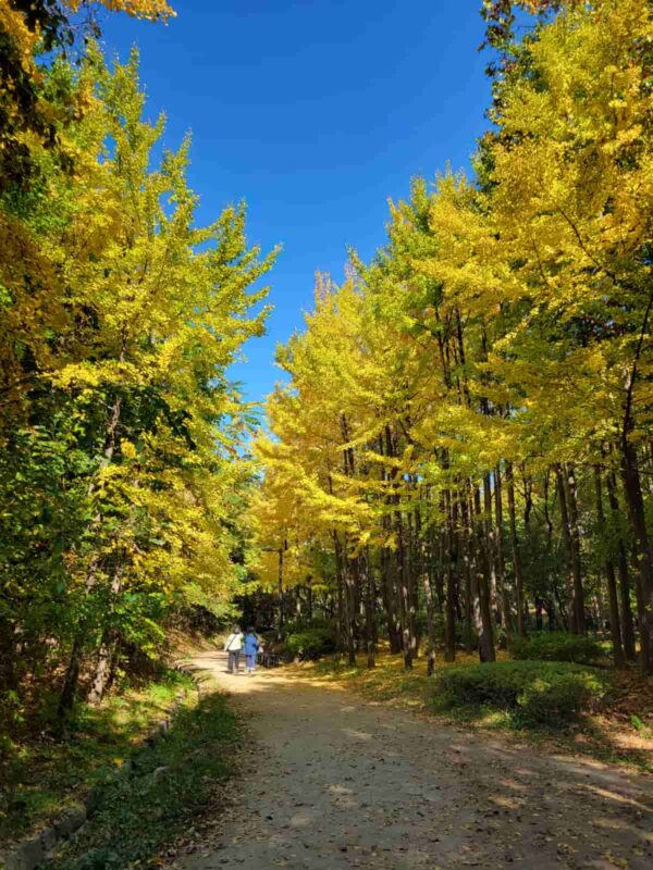 ソウルの森のイチョウロード