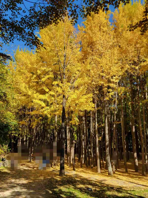 ソウルの森のイチョウロード