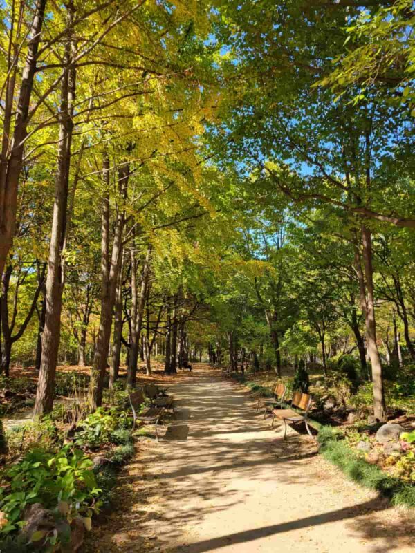 ソウルの森のメタセコイア並木道