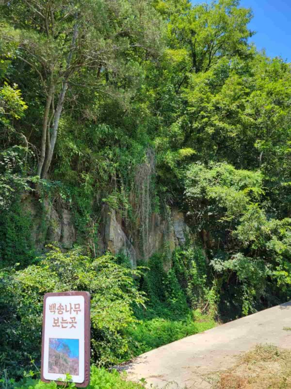 密陽の月淵亭近くにある元天然記念物だった白松