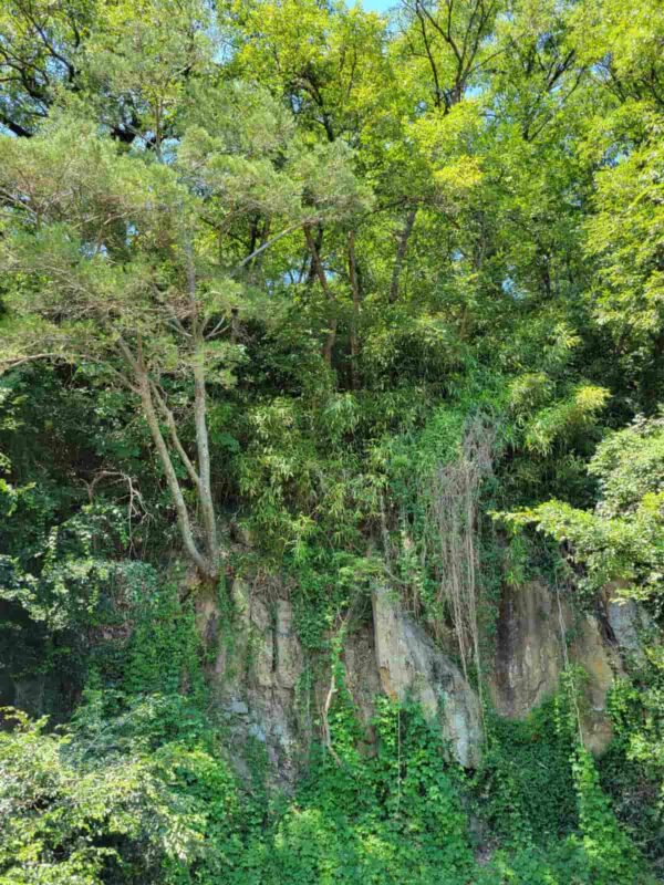 密陽の月淵亭近くにある元天然記念物だった白松