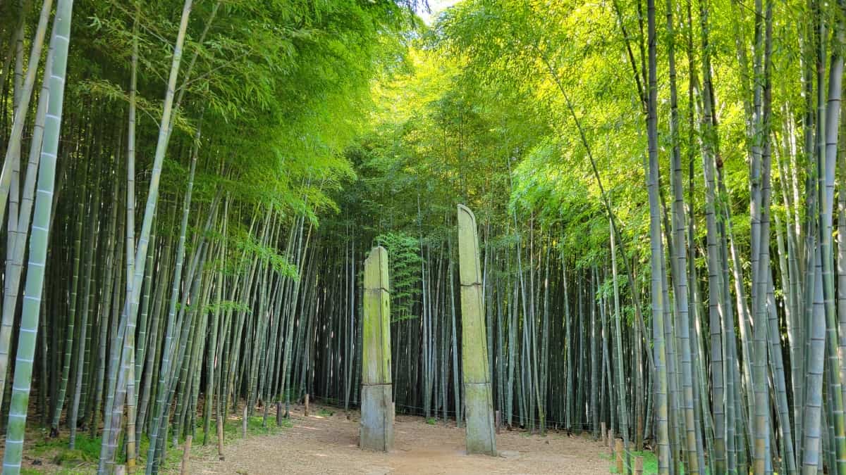 韓国ドラマ「ザ・キング：永遠の君主」や映画のロケ地である釜山のアホッ山の森