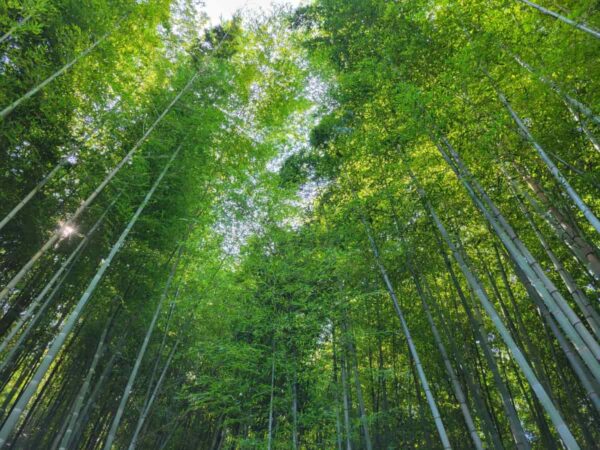釜山のアホッ山の森