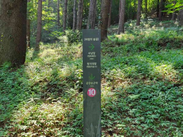 釜山のアホッ山の森