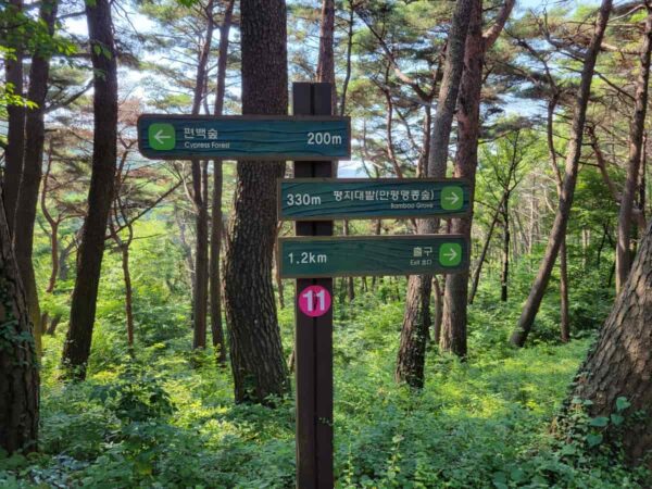 釜山のアホッ山の森