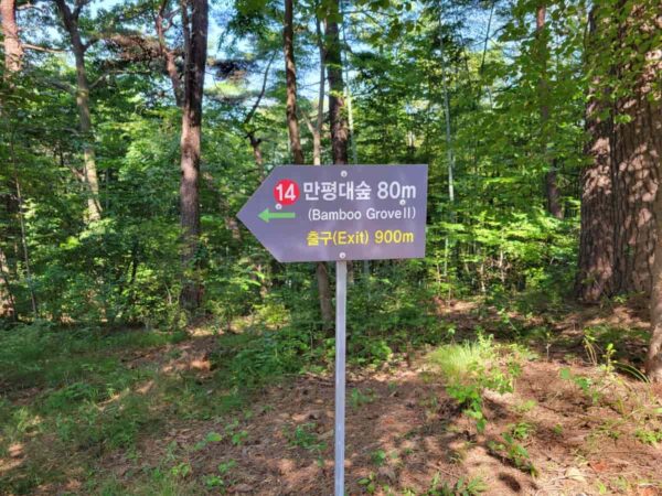 釜山のアホッ山の森