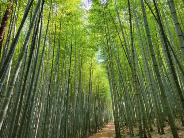 韓国ドラマや映画が撮影された釜山のアホッ山の森の竹林