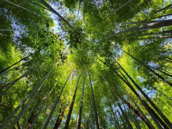 韓国ドラマや映画が撮影された釜山のアホッ山の森の竹林