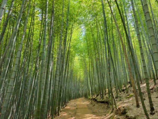 韓国ドラマや映画が撮影された釜山のアホッ山の森の竹林