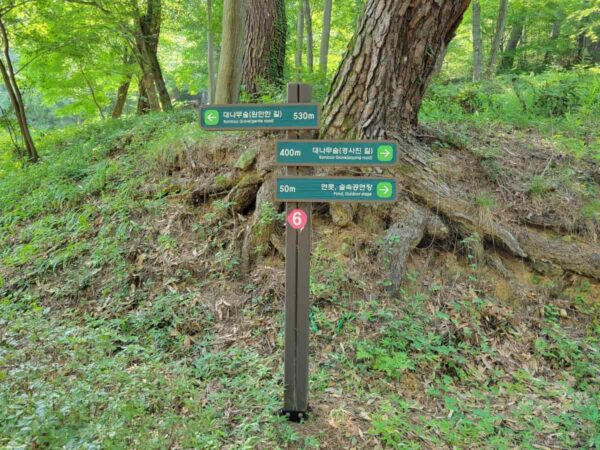釜山のアホッ山の森