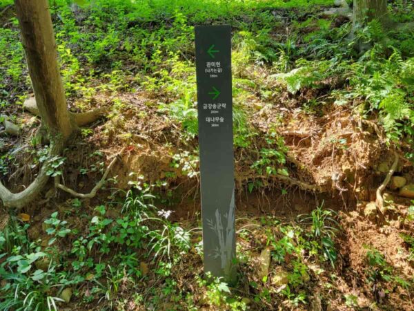 釜山のアホッ山の森