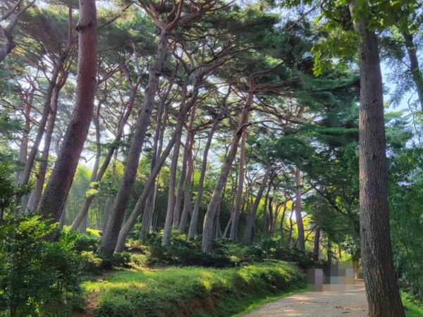 釜山のアホッ山の森にある金剛松群落