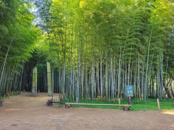 韓国ドラマ「ザ・キング：永遠の君主」や映画のロケ地である釜山のアホッ山の森